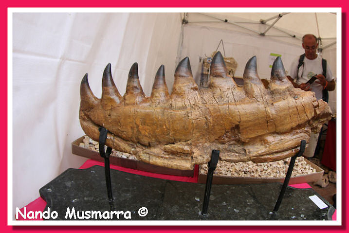 Mosasauro mascella