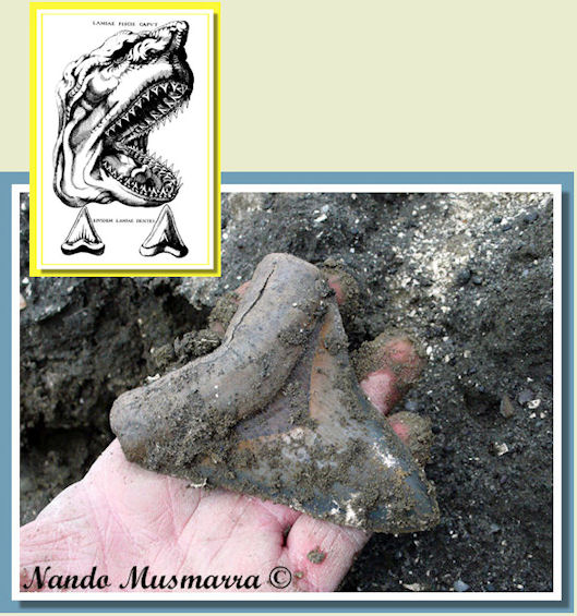 Carcharocles megalodon - ritrovamento di Nando Musmarra