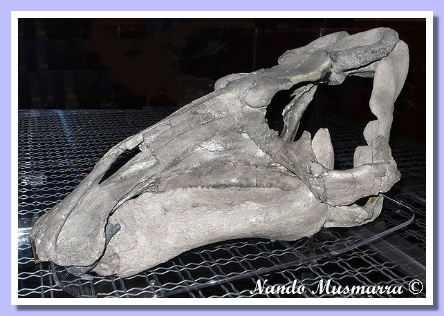 Cranio Protohadros