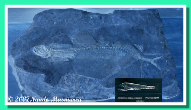 Holotype dragon fish Abruzzoichthys erminioi - Nando Musmarra