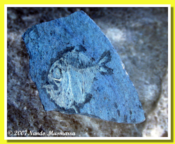 Small fossil fish Discosteron federicae from Torricella Peligna - Nando Musmarra