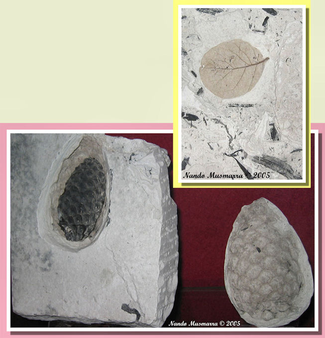  Pigna fossile e foglia di Cinnamon del Coiron