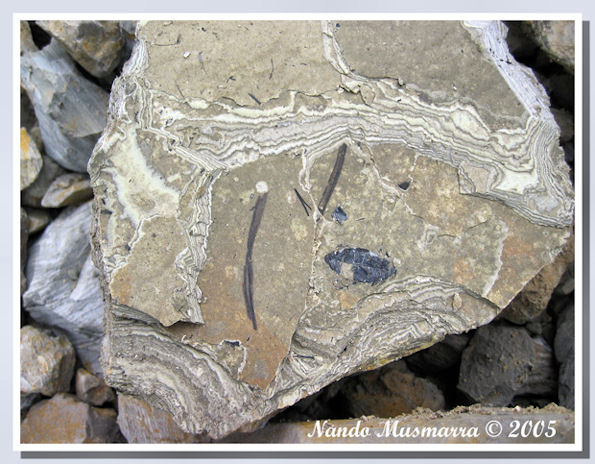 Insetto fossile - Diatomite