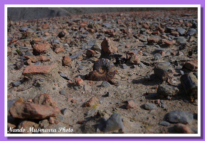 Ammonite di Mistelgau