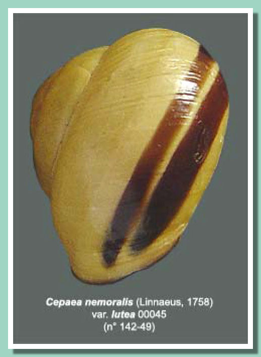 Capaea jaune