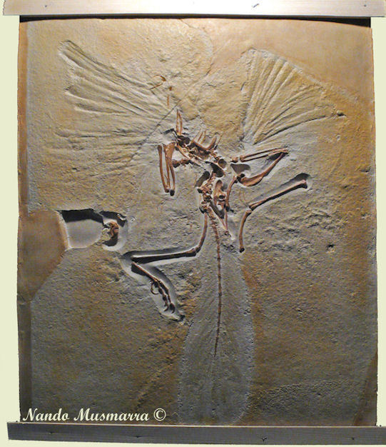 Archaeopteryx04