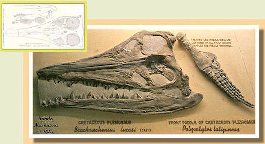 Fossile - Scheletro completo montato di femmina